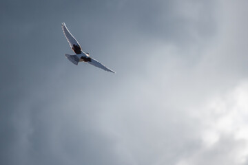 White dove flying in the blue sky.