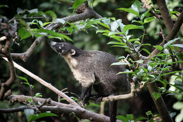 Mexican coati marsupial among jungle vegetation.