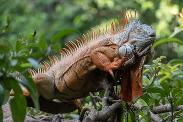 Red iguana standing on branches in the middle of the mexican jungle. 