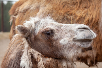Fototapeta premium Big camel head close up. Camels at the animal farm or zoo.