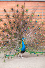 Obraz premium A beautiful peacock with fluffy tail in the zoo. The male attracts the female