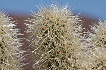 Tan sheathed densely overlapping spines protrude from heavily obscured trichomatic glochidiate areoles of Cylindropuntia Bigelovii, Cactaceae, native shrub in the northwest Sonoran Desert, Winter.