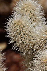 Tan sheathed densely overlapping spines protrude from heavily obscured trichomatic glochidiate areoles of Cylindropuntia Bigelovii, Cactaceae, native shrub in the northwest Sonoran Desert, Winter.