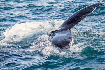 Tail of a humpback whale