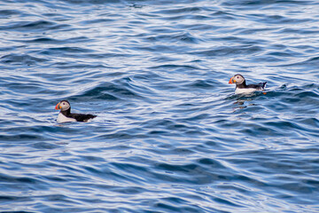 Atlantic Puffin float over water off the coast of Reykjavik, Iceland