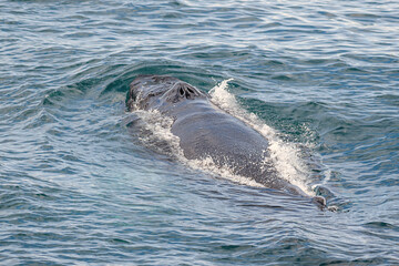 Obraz premium Humpback whale body out of water, with blowholes 