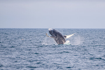 A humpback whale is jumping out of ocean water	