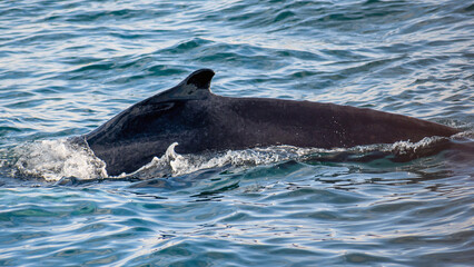 Obraz premium Humpback whale body out of water