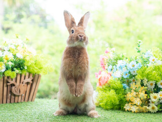 Front view of brown cute rabbit standing on grass with green nature background. Lovely action of young rabbit.