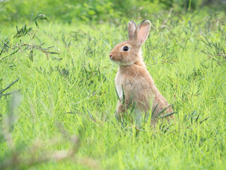 Side view of brown cute rabbit standing on grass with green nature background. Lovely action of young rabbit in field.