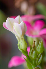 Garden flowers portrait in spring, white and pink color
