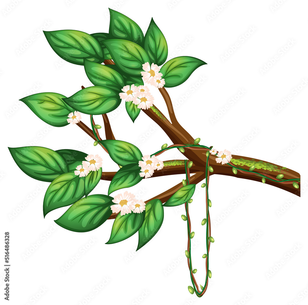 Poster cherry blossom branch isolated