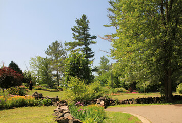 Summer landscape with  forest 