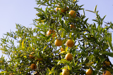 An Orange Tree with oranges in view hanging from the tree.  
