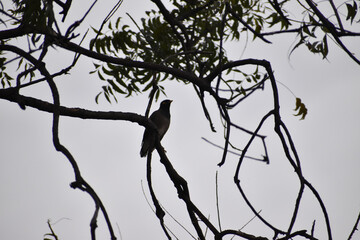 silhouette of a person