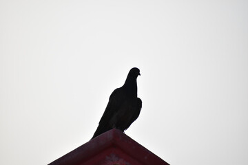 pigeon on the roof