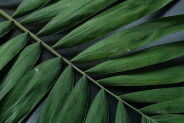 Obraz na płótnie Canvas green plant on black background