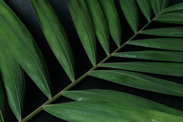 Obraz na płótnie Canvas green plant on black background