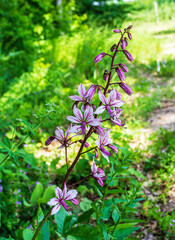 White ash, a perennial plant of the Rutaceae family, the beginning of the summer season, the flowering period in nature on warm sunny days, Dictamnus albus L ;