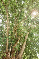 Landscape the big tree with nature background