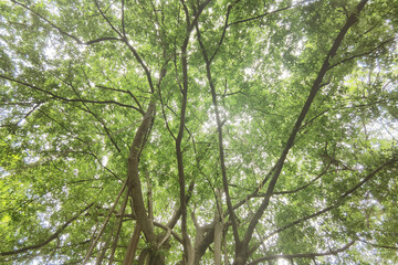 Landscape the big tree with nature background