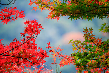 綺麗に紅葉してきた色鮮やかなもみじの葉