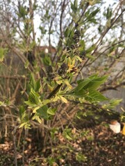 new growth in spring