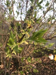 a bush growing in spring