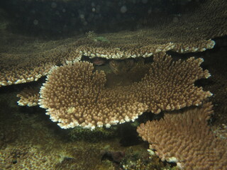 Coral