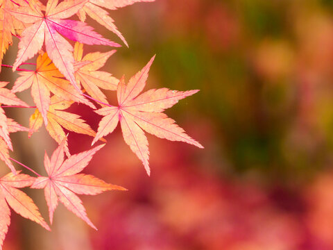 秋らしい の画像 1 5 件の Stock 写真 ベクターおよびビデオ Adobe Stock 秋らしい の画像 1 5 件の Stock 写真 ベクターおよびビデオ Adobe Stock