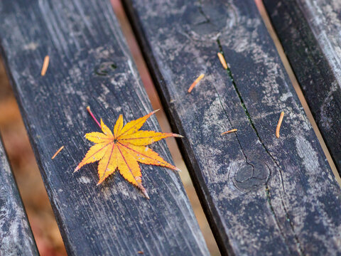 秋らしい の画像 1 644 件の Stock 写真 ベクターおよびビデオ Adobe Stock