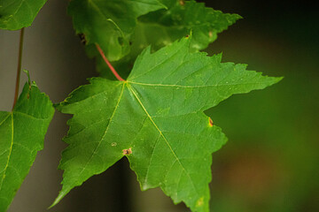 The Leaf