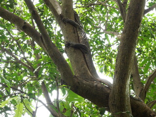 Asian water monitor or Varanus salvator  on tree in forest, Yellow circle patterns and lines on the black skin of reptile in Thailand