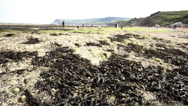 Sea weed on the shore.