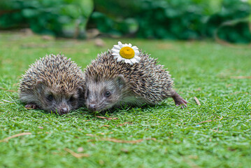 two small hedgehogs with chamomile on the grass