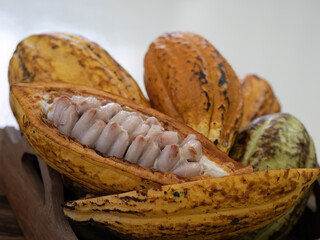 Close up opened cacao fruit. Cacao fruit is used as raw material to make chocolate.