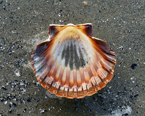 One half scallop shell washed up on a beach, Motueka, New Zealand.