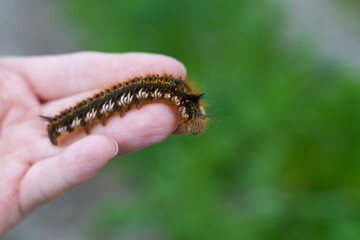 Caterpillar on the palm of a person, a hairy insect, a large black, brown, orange caterpillar crawls on the fingers on the hand on a green background of leaves in summer