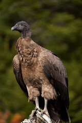 Chilean Condor