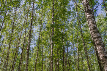 Fototapeta premium Birch forest in the summer in the evening, white tree trunks in the green foliage and the glare of the sun
