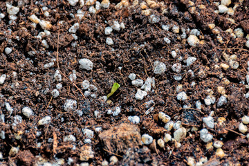 A marijuana seedling breaking through the ground in early morning.