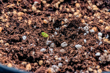 A marijuana seedling breaking through the ground.