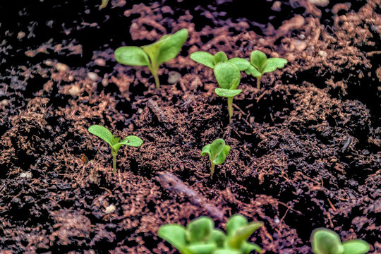 Leaf lettuce seedlings growing in peat moss.