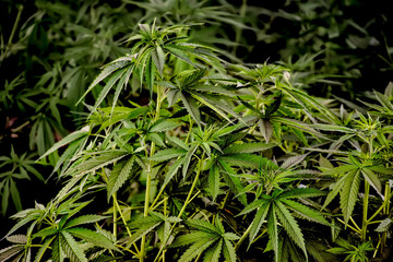 Thai Stick Cannabis Sativa Marijuana Plant