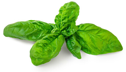 Basil leaf isolated on white background. Basil leaves  for pesto sauce..
