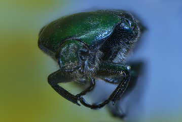insecto, escarabajo