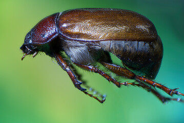 insecto, escarabajo