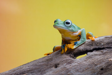 red eyed frog