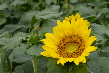 上向きのヒマワリ（Helianthus／Sunflower）の花