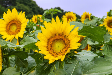 同じ方向を向いたたくさんのヒマワリ（Helianthus／Sunflower）をクローズアップ